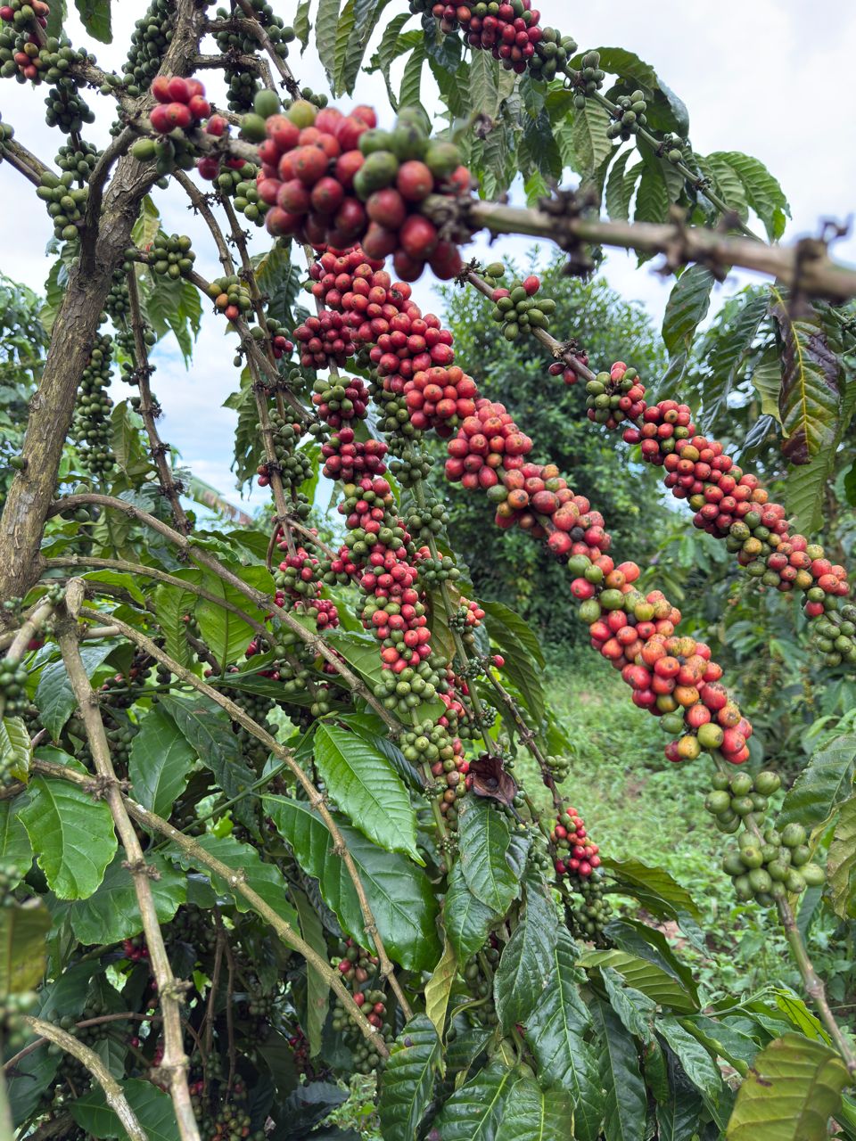 Red Cherries