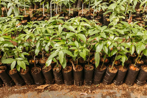 Coffee nursery seedlings