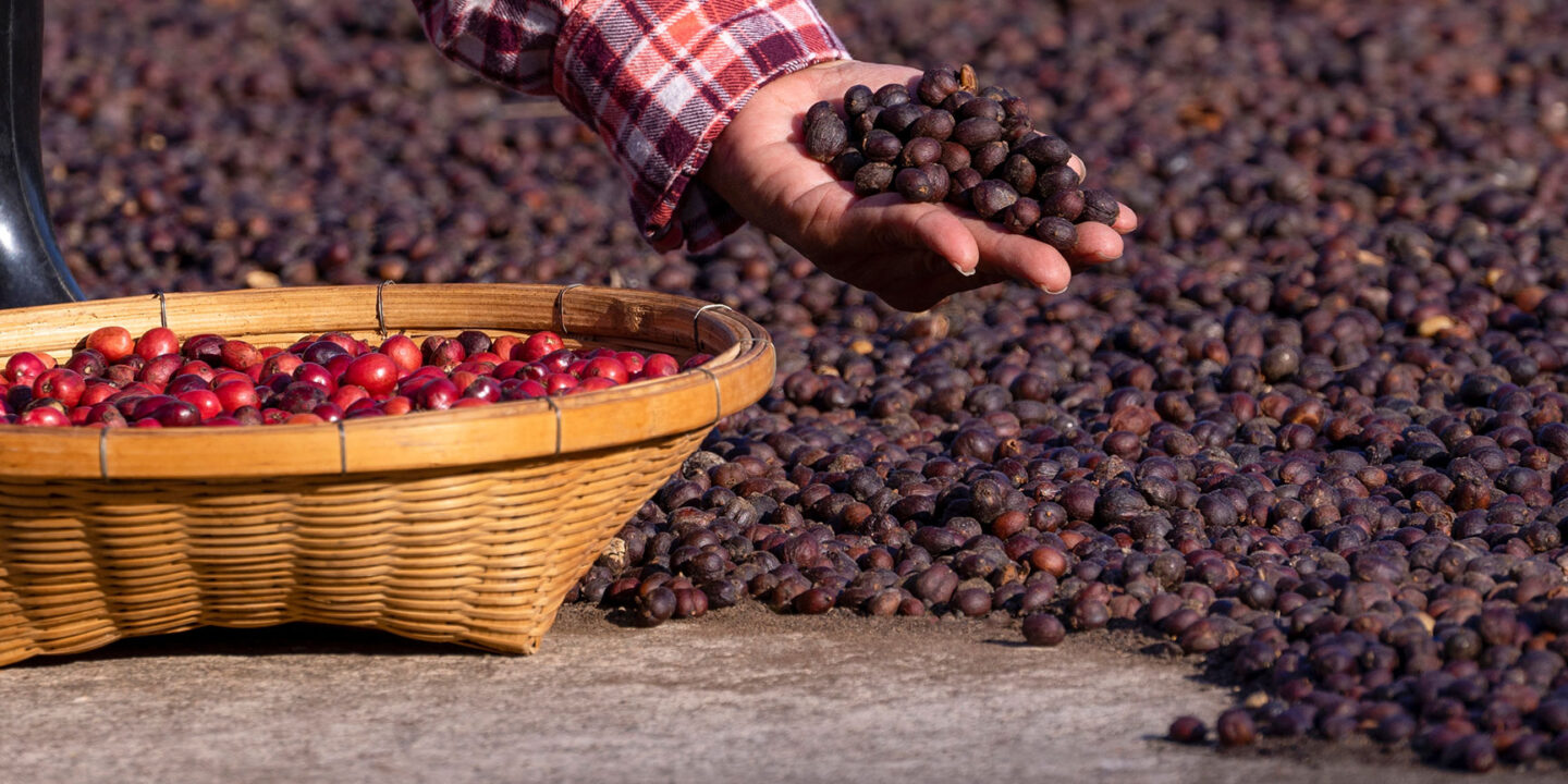 Coffee drying and handling