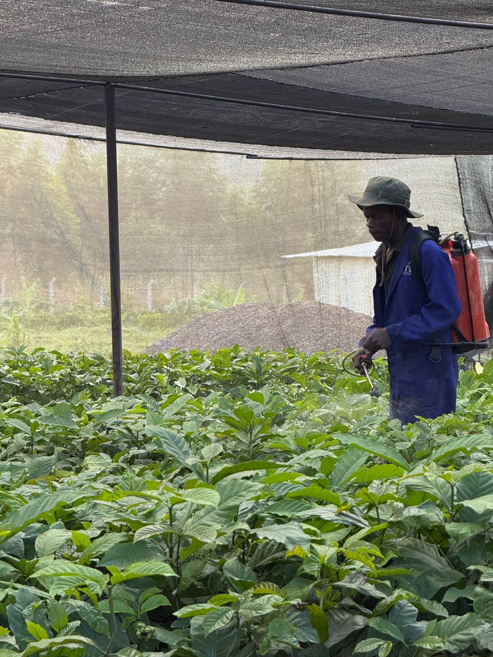 Guaranteed Healthy Plantlets