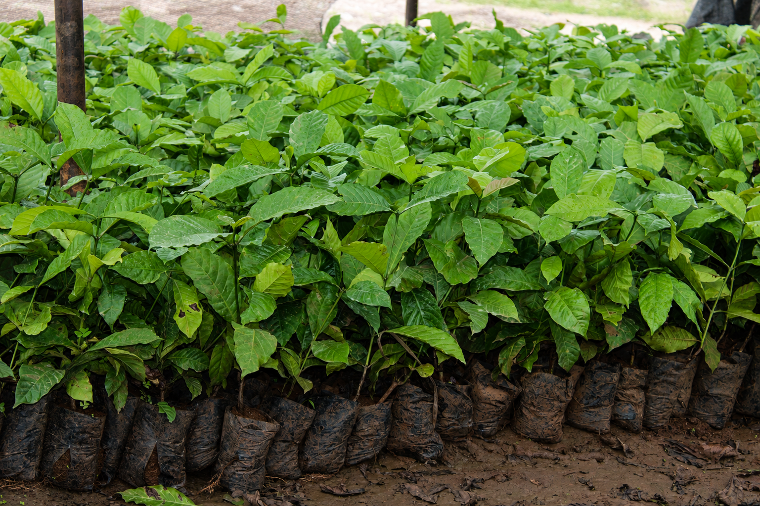 Coffee nursery seedlings