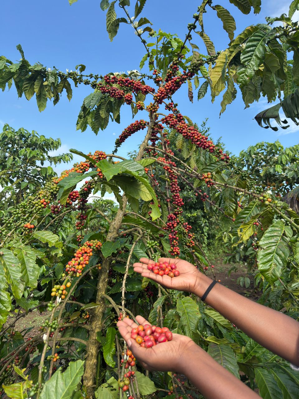 Fruitful Harvest