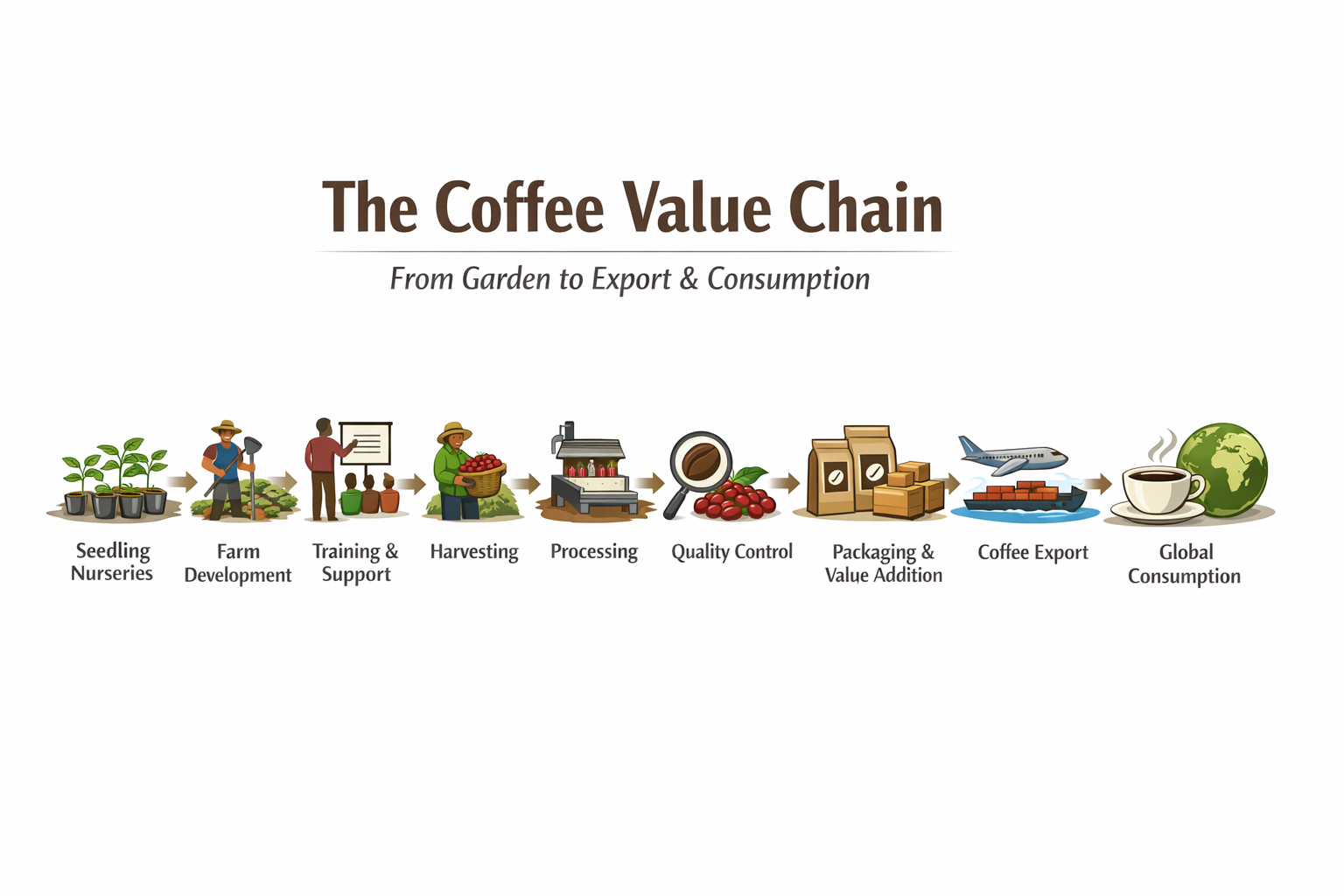Coffee Value Chain