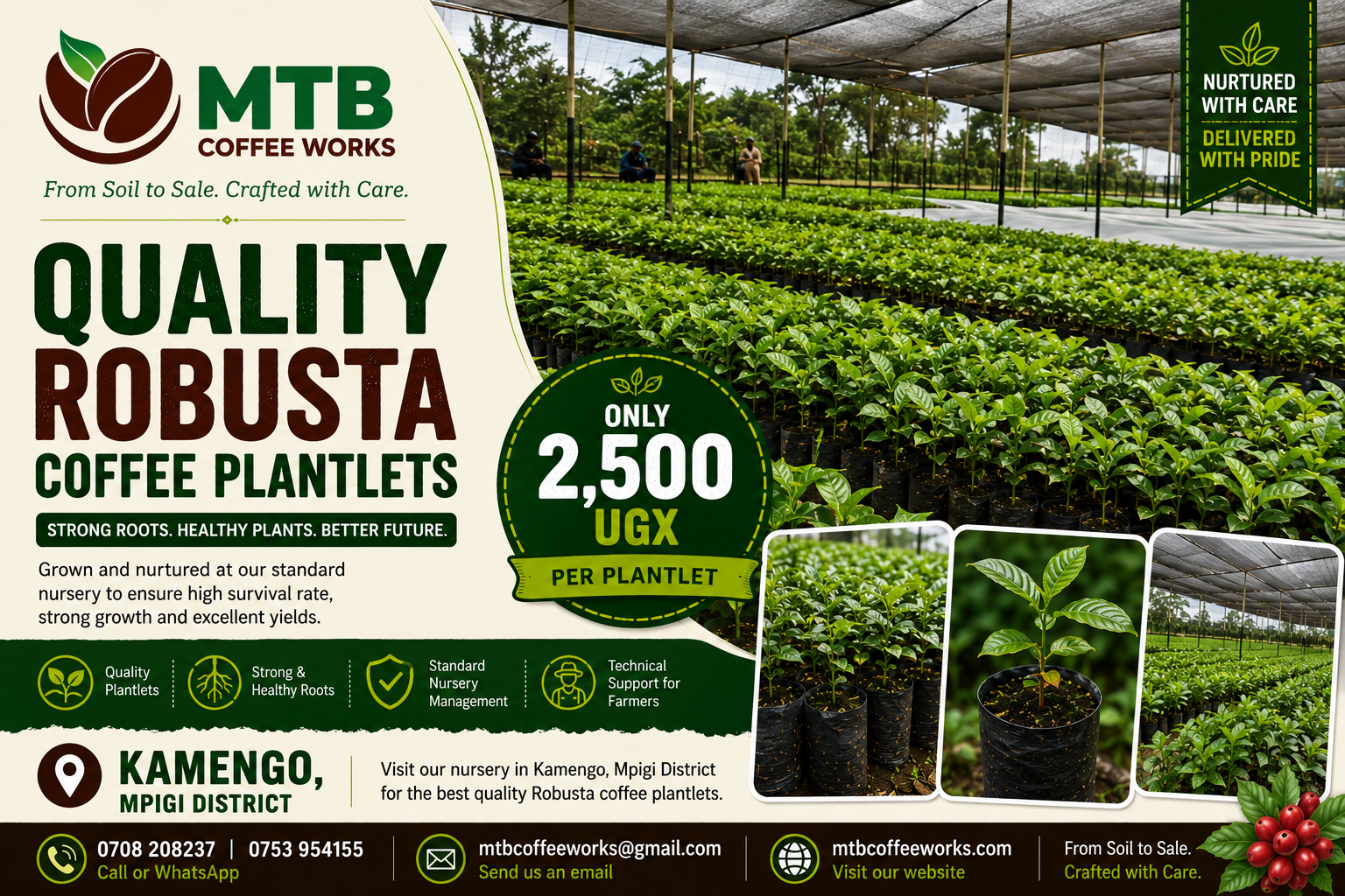 Certified Coffee Plantlets – UGX 2,500 Each